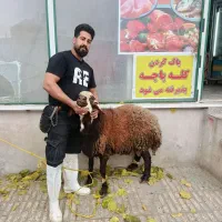 قصاب سلاخ در محل کله پاچه پاک میکنیم