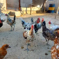 مرغ کالینگی