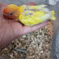 جوجه کوتوله سرلاکی