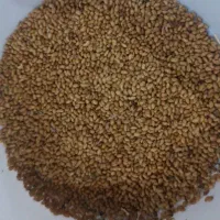 فروش بذر یونجه maopa همدانی در سرخس