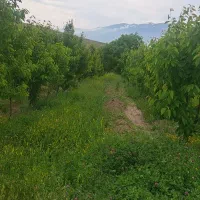 باغ-در-روستایی-گرنگاه