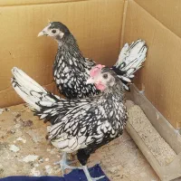 مرغ و خروس سیبرایت .جوجه