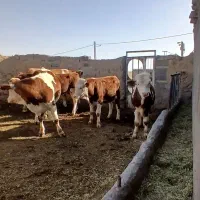 چوپان