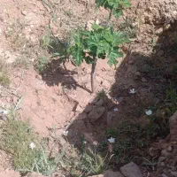 ملک جبل 1000 متری