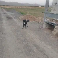 سگ گله
