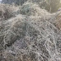 علوفه دام و گوسفند
