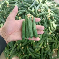 خیارشور