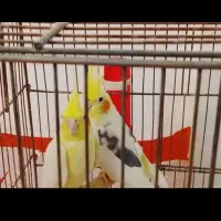 فروش عروس