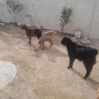 ۳عدد کهره خوب دوتا ماده ی نر