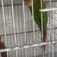 عروس هلندی طوطی مینا کتوله قناری مرغ عشق