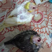 عروس هلندی سرلاکی