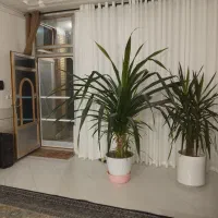 گل موزی