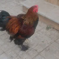 خروس|حیوانات مزرعه|مشهد, کارگران|دیوار