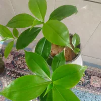 گل حسن ویوسف