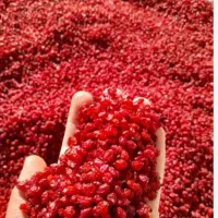 زرشک پفکی تمیز