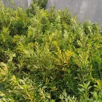 فروش گلهای بیرونی شهرستان آمل
