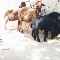 یه جفت میش وبره جوان(شیشک).بره ها نر روغنی.درجه ۱