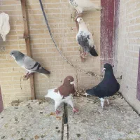 شهری بهبهانی