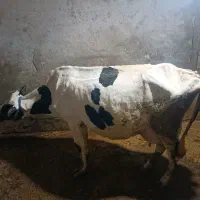 گاو|حیوانات مزرعه|شیروان (لرستان), |دیوار