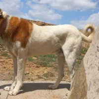 سگ.|سگ|بروجرد, |دیوار