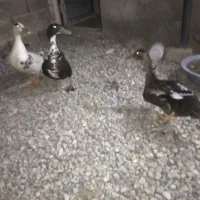 3 عدد اردک نر و ماده بالغ تخم گذار
