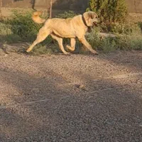 ماده پژدر ۳ساله