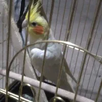 عروس هلندی