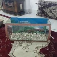آکواریم شیشه جلو خم با صدف های توی آکواریم