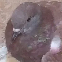 کبوتر قهوه ای