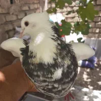 کبوتر طوقی و خوشرنگ