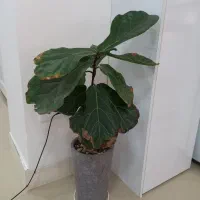 گل طبیعی فیکوس