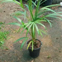 اریکا ۷ بوته سطل ۴