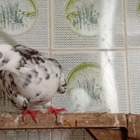 کبوتر