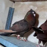 سرخ  زرد سرک تافته ای قزوین میباشند