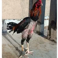 خروس لاری پنج دنگ
