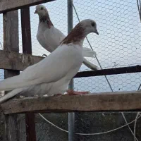 فروش ۸ طوق کفتر