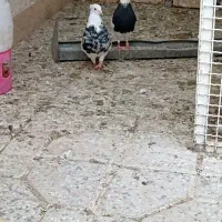 طوقی هفت رنگ وسرخ کشیده