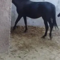 شیر تازه