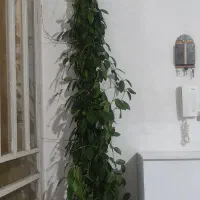 گل محبوبه شب