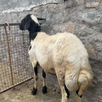 گوسفند قوچ  درشت هیکل شیره دار افشار