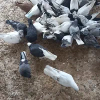 ۲۰ عدد کفتر اکثر کله دم سبز