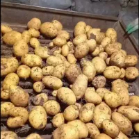 سیب سردخانه ای700تن سیب زمینی ممتاز سیب زمینی