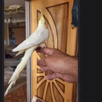 عروس هلندی ماده