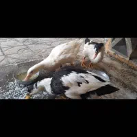 اردک ۳ماهه ۳ تا باهم ۲میلیون