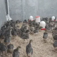 جوجه بوقلمون برنز وبرهما