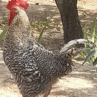 خروس اصل آمروک ،