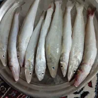 ماهی خطیروک یا حواسیم هندیجان