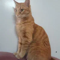 نگهداری پت