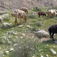 قوچ چینی