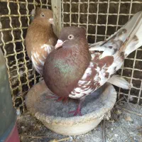 جفت کله قدیم